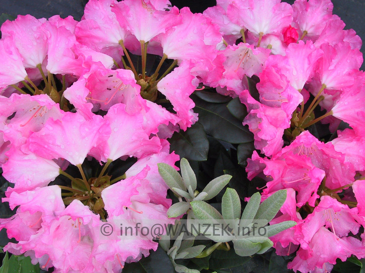 Rhododendron yakushimanum Marlis 03.JPG